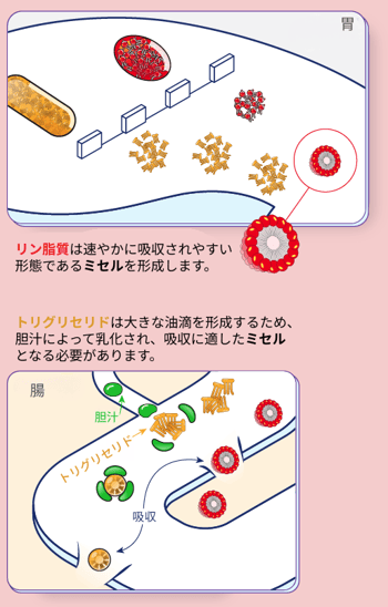 Asset 2Infographic JP-1