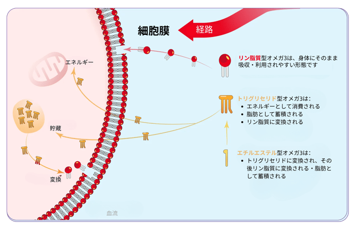 Omega-3-conversion-13 JP-1